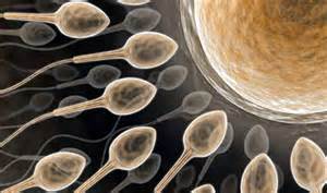 Обычными средствами диагностики мужского бесплодия являются исследования - спермограмма, УЗИ, биопсия